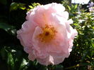 Dresdner Frauenkirche rose photo