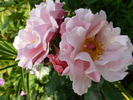 Dresdner Frauenkirche rose photo