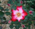 Electric Poetry rose photo