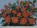 Barbarella rose photo