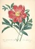 Officinalis peony photo