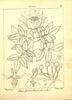 <i>Rosa leschenaultiana</i> (Redouté rose photo