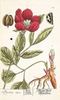 <i>P. mascula</i> peony photo