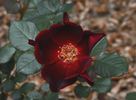 13016 Excite x Paul Ecke Jr. rose photo