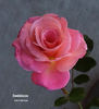 Condoleezza rose photo