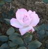 Cool as Ice rose photo