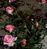 Amorous rose photo