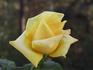 Kaj Munk™ rose photo