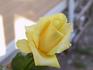 Kaj Munk™ rose photo