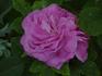 Antoine Mouton rose photo