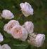 Grandma's Lace rose photo
