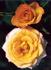 Apricot Sunblaze ™ rose photo