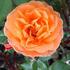Marylène rose photo