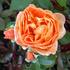 Marylène rose photo