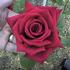 Hoagy Carmichael rose photo