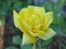 Golden Charm rose photo
