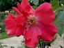 Catherine Bonnard rose photo