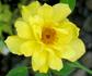 Pacific Serenade ™ rose photo