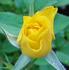 Pacific Serenade ™ rose photo