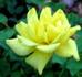 Pacific Serenade ™ rose photo