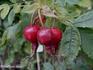 Crispata rose photo