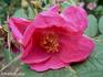 Atropurpurea rose photo
