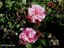 Fulgens rose photo