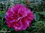 Mikado rose photo