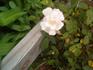 Fraser's Pink Musk rose photo
