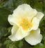 Odense City rose photo
