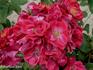 Catalunya rose photo
