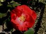 Wildfire rose photo