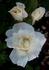 Grand Finale rose photo