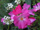 Fil des Saisons rose photo