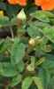Janjin Malgai rose photo