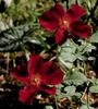 13016 Excite x Paul Ecke Jr. rose photo