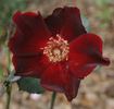 13016 Excite x Paul Ecke Jr. rose photo