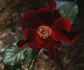 13016 Excite x Paul Ecke Jr. rose photo