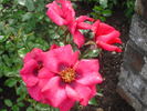 SweetSpot™ Ruby rose photo