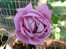 Dignity rose photo
