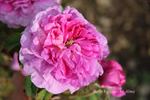 Belle Virginie rose photo