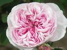 Comte de Foy de Rouen rose photo