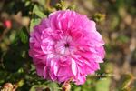 La Maculée rose photo