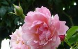 Clytemnestra rose photo