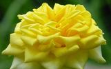 Gold Rush rose photo