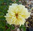 Dreamboat rose photo