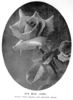 Ivy May rose photo