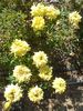 Goldjuwel rose photo