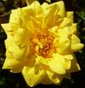 Goldjuwel rose photo