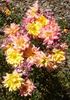 Yellow Magic rose photo
